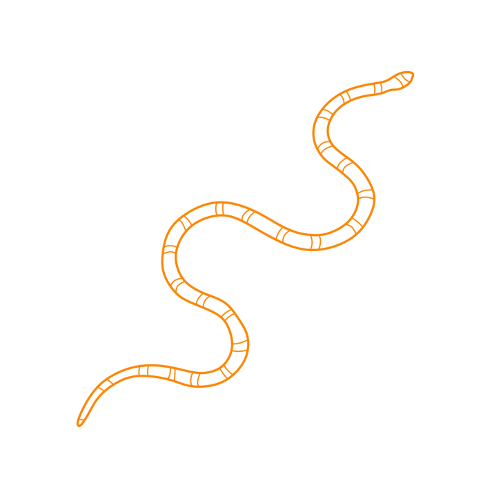 Free Download Vectors, Animals Snakes Texas Coral Snake Line Art Svg Vector