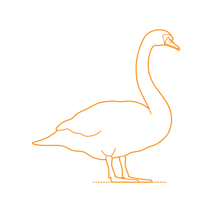 Free Download Vectors, Animals Waterfowl Mute Swan Line Art Svg Vector