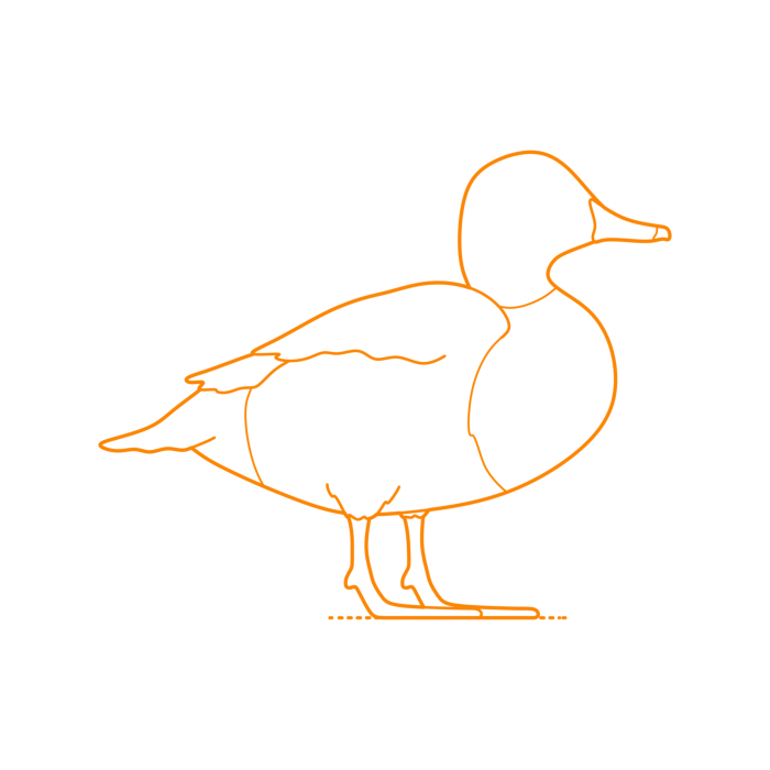 Free Download Vectors, Animals Waterfowl Redhead Duck Outline Svg Vector