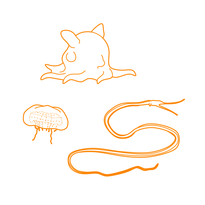 Free Vector Animals Deep Sea Creatures Line Tracing Svg Vector