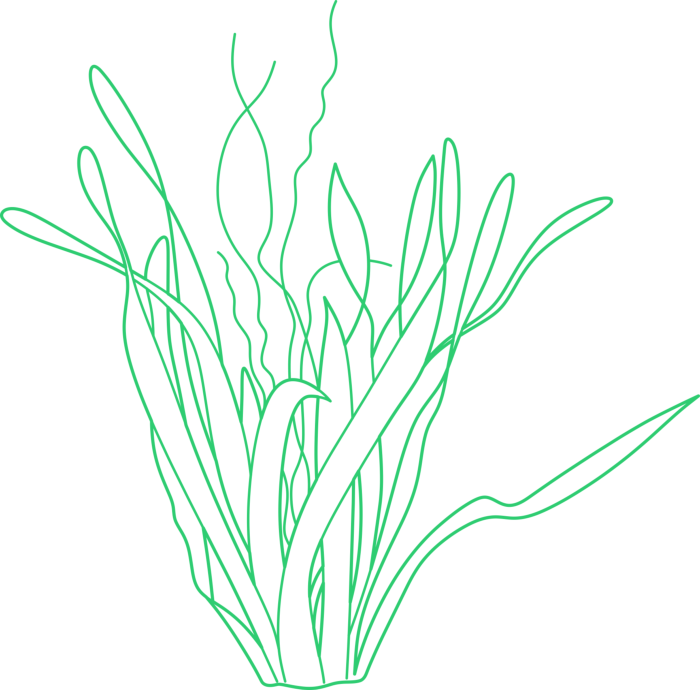 Free Download Vectors, Plants Aquatic Vallisneria Outline Svg Vector