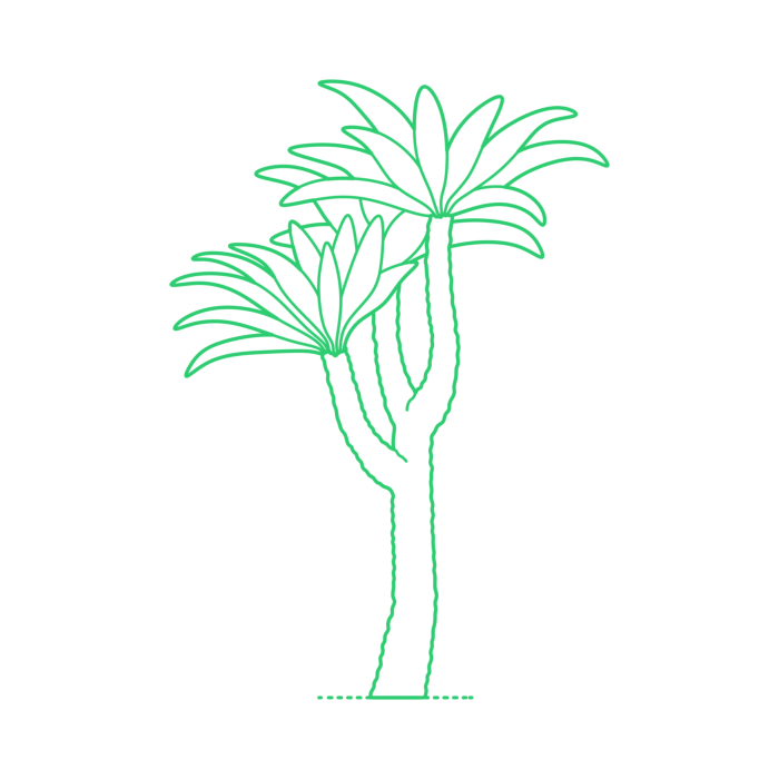 Free Download Vectors, Plants Cycads Nepal Cycas Line Tracing Svg Vector