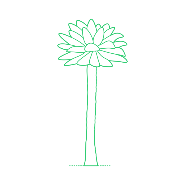 Free Download Vectors, Plants Cycads Palm Corcho Line Art Svg Vector