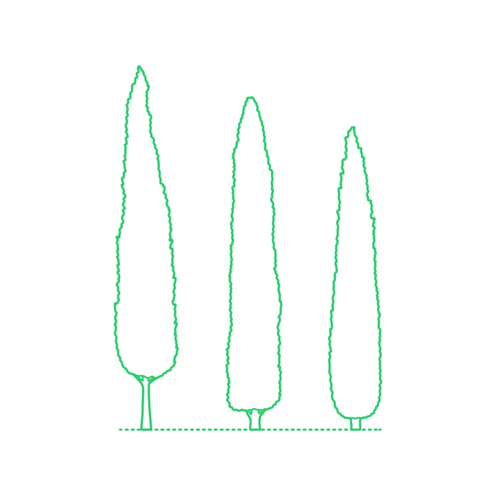 Free Download Vectors, Plants Cypresses Italian Cypress Line Art Svg Vector