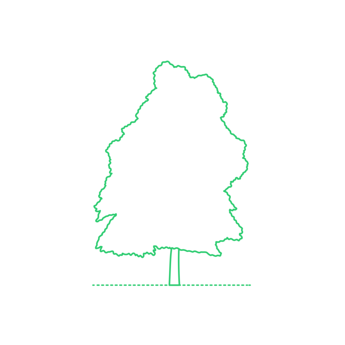Free Download Vectors, Plants Deciduous Trees Sassafras Tree Drawing Svg Vector
