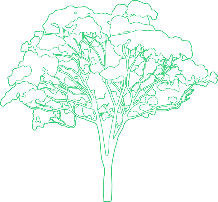 Free Download Vectors, Plants Eucalyptus Outline Svg Vector