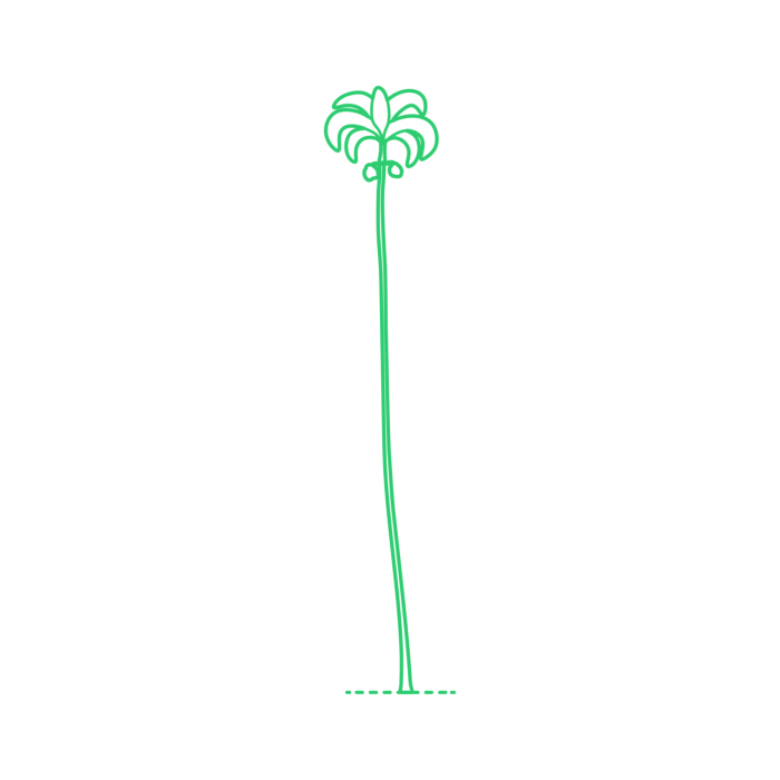 Free Download Vectors, Plants Palms Betel Palm Line Tracing Svg Vector
